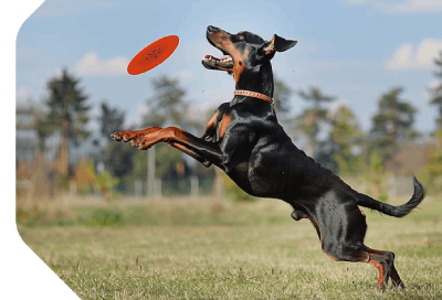 Royal Dobermanns