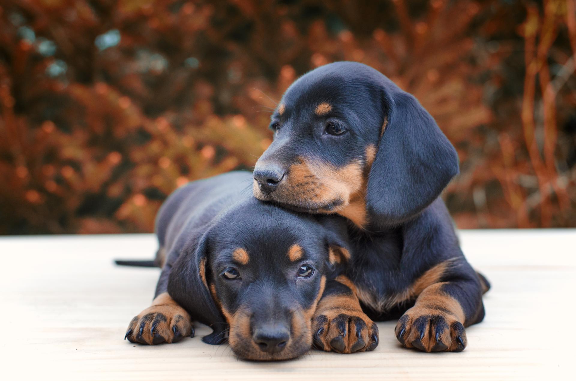 Royal Dobermanns