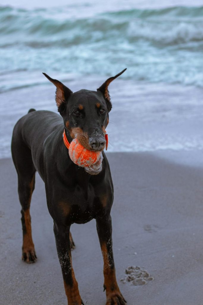 Royal Dobermanns