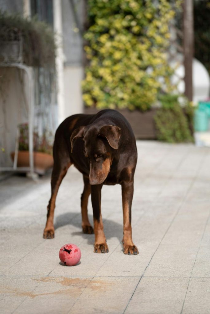 Royal Dobermanns