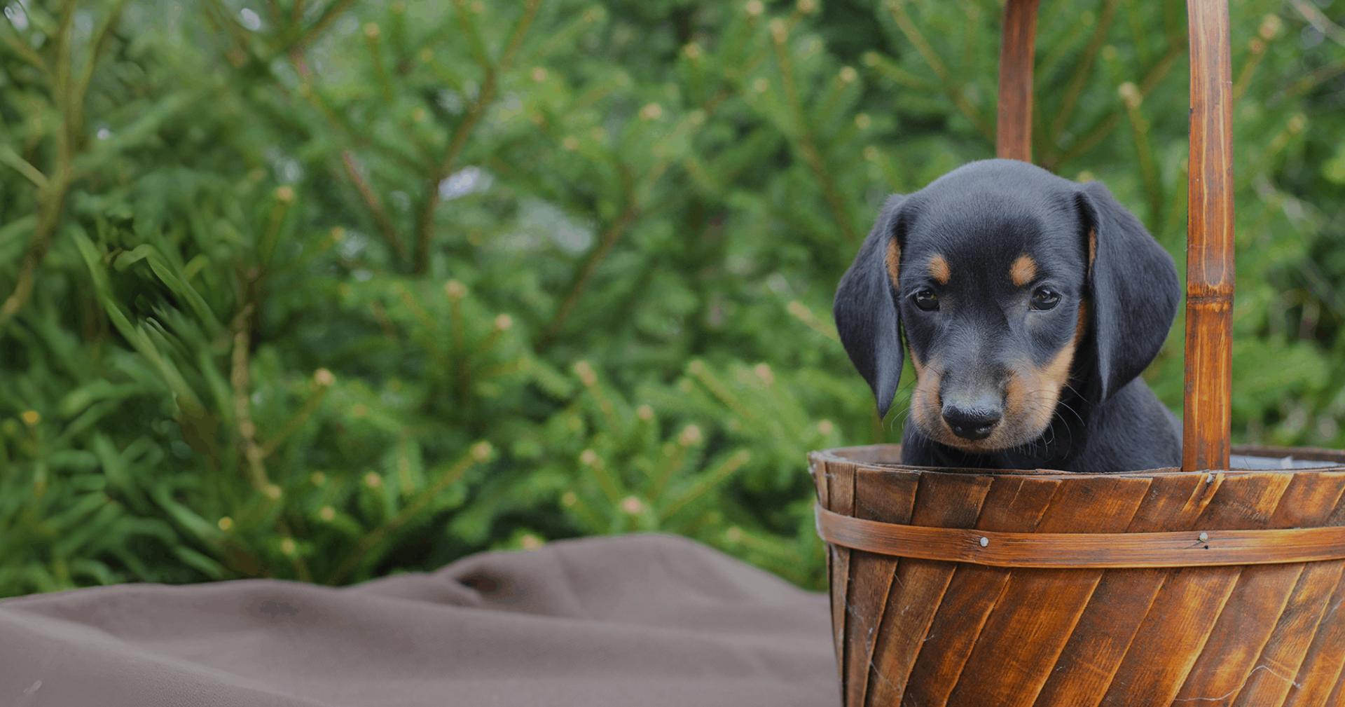 Royal Dobermanns