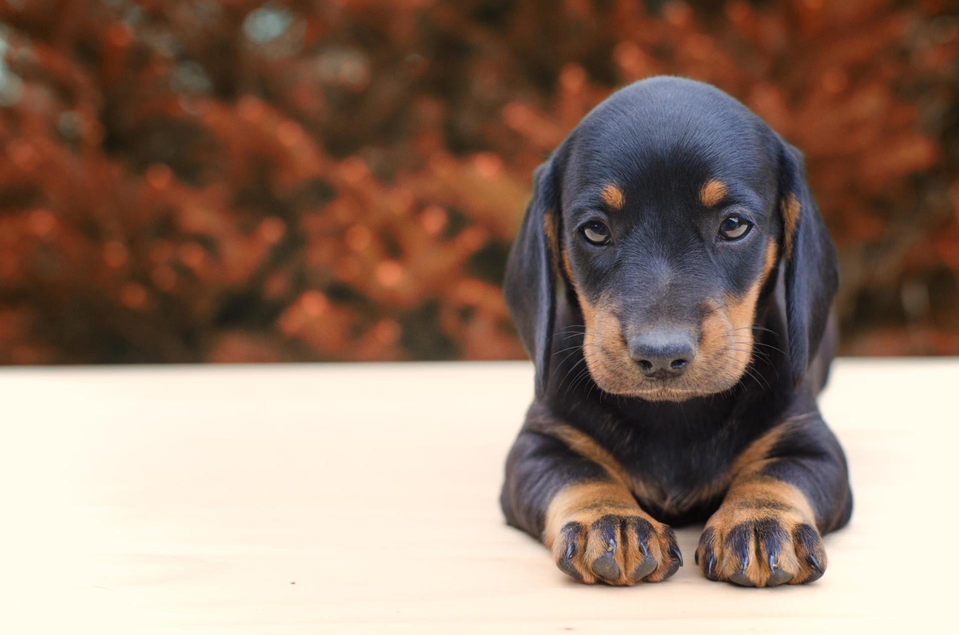 Royal Dobermanns