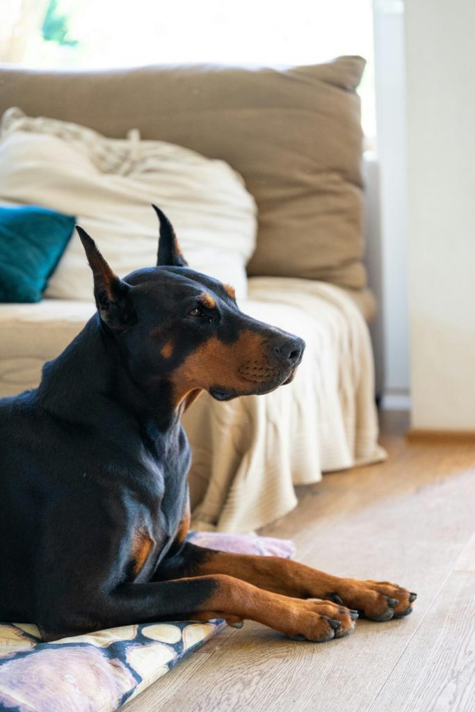 Royal Dobermanns